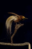 藏品(大天堂鳥)的圖片